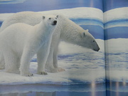 21st Jan 2024 - Polar Bears in Book at BJ's