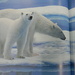 Polar Bears in Book at BJ's by sfeldphotos