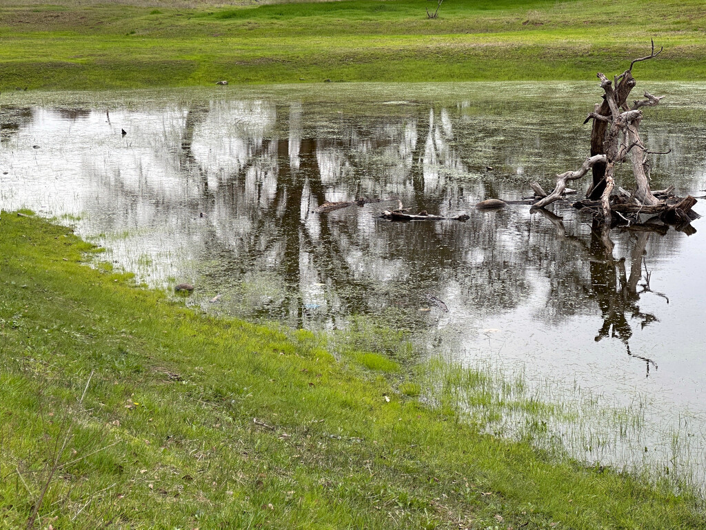 Reflections in the pond by shutterbug49