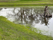 21st Jan 2024 - Reflections in the pond