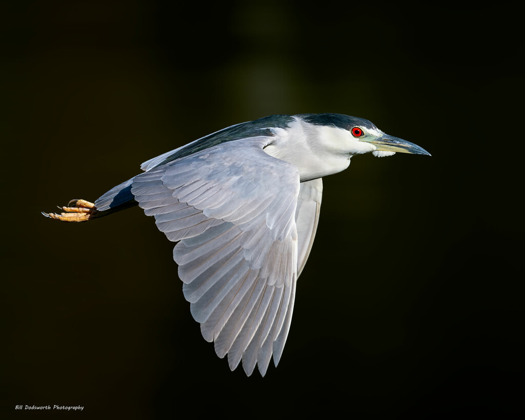 Black-crowned Night Heron by photographycrazy