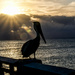 Pelican by danette