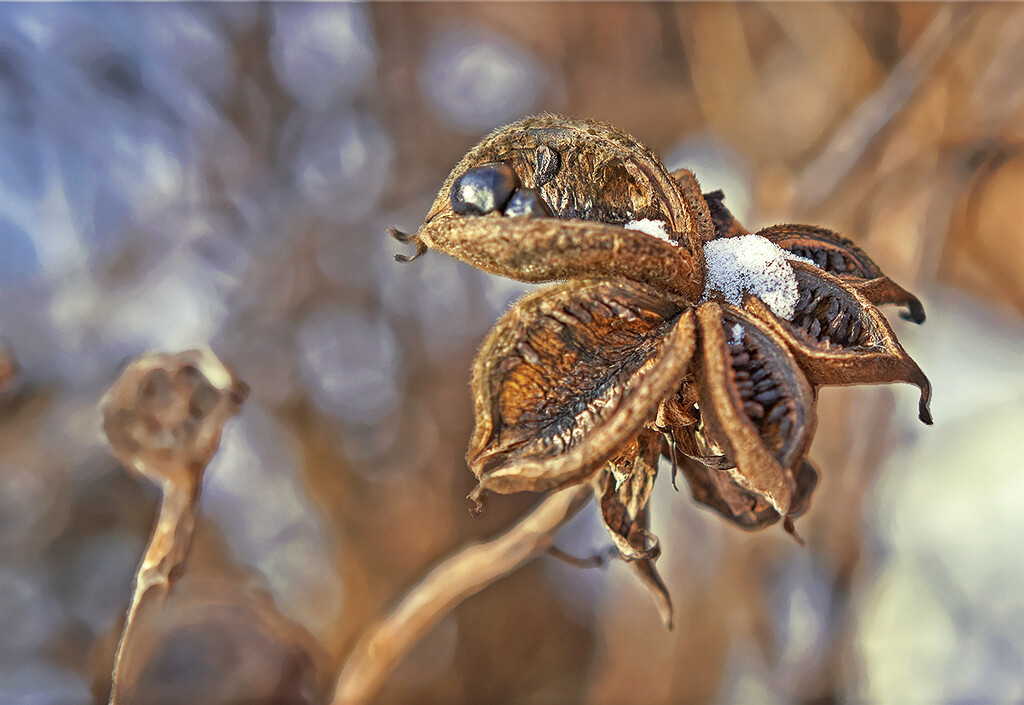 Peony Seed Head  with a Touch of Snow by gardencat