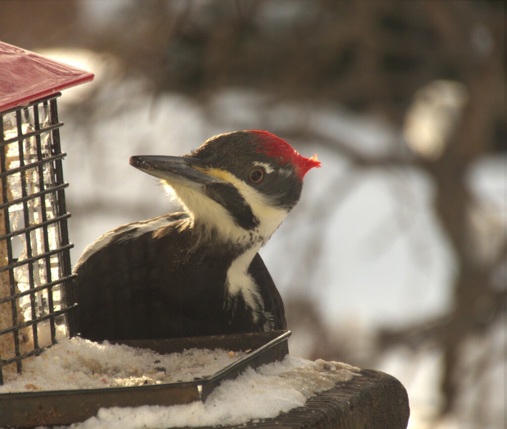  Pileated Woodpecker by radiogirl