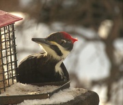 21st Jan 2024 -  Pileated Woodpecker