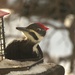  Pileated Woodpecker by radiogirl