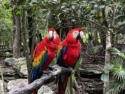 21st Jan 2024 - Colorful parrots