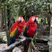 Colorful parrots by pirish