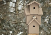21st Jan 2024 - Puffed-up house sparrow