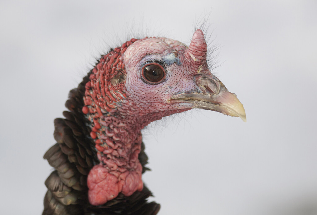 Turkey portrait by berelaxed
