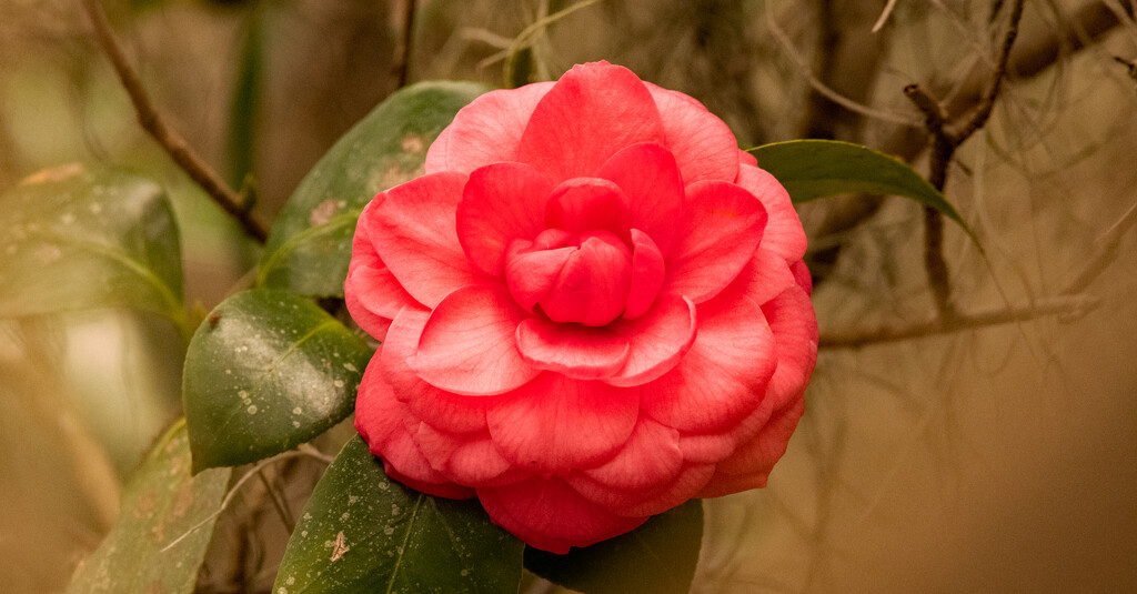 Red Camellia in the Park! by rickster549