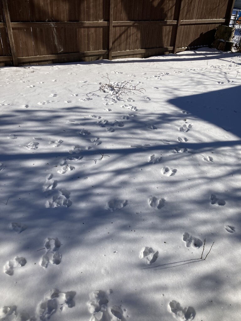 Tracks in the Snow  by spanishliz