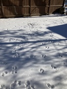 21st Jan 2024 - Tracks in the Snow 