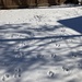 Tracks in the Snow  by spanishliz