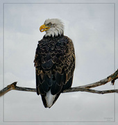 21st Jan 2024 - Chirpy the Bald Eagle