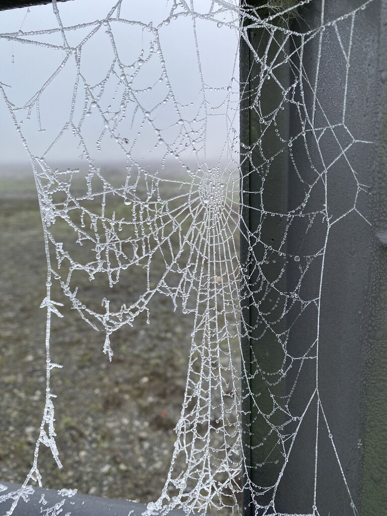 Frozen Spiderweb  by clay88