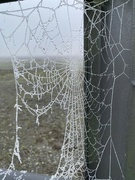 24th Nov 2023 - Frozen Spiderweb 