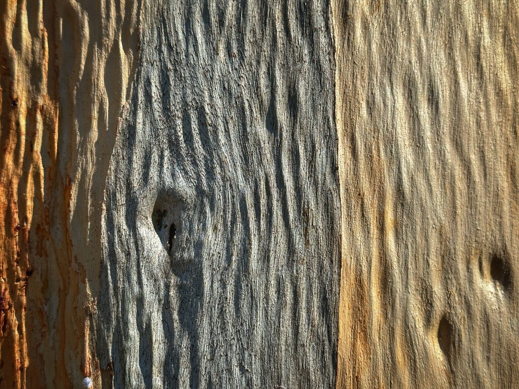 Impressionist tree trunk by 365projectorgmissdeb
