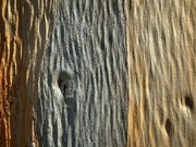 22nd Jan 2024 - Impressionist tree trunk