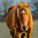 Horse power by stuart46