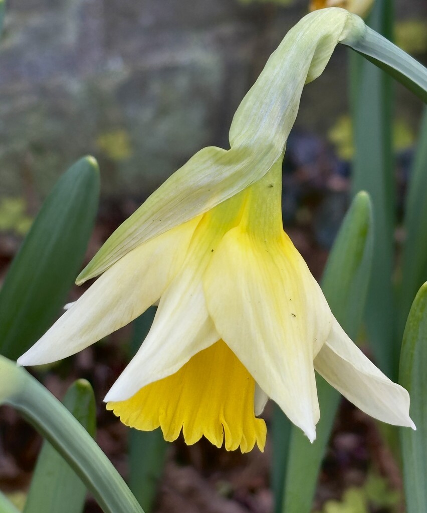 Drooping daffodil by lizgooster