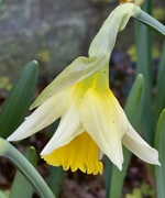 22nd Jan 2024 - Drooping daffodil