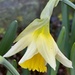 Drooping daffodil by lizgooster