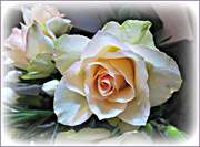 22nd Jan 2024 - Beautiful rose 