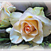 Beautiful rose  by beryl