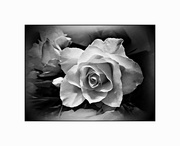 4th Jan 2024 - A rose in mono 