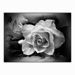 A rose in mono  by beryl