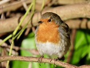22nd Jan 2024 - Not another robin ! 