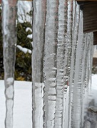 21st Jan 2024 - Coop Icicles
