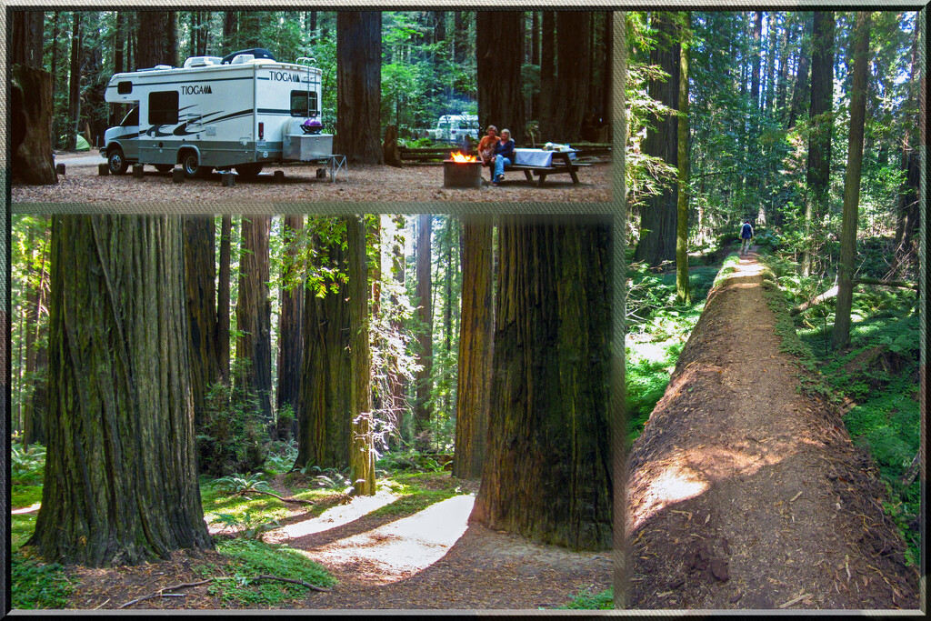 Avenue of the Giants and Humboldt Redwoods State Park  by 365projectorgchristine