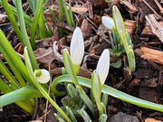 20th Jan 2024 - First Snowdrops