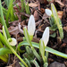 First Snowdrops by 365projectmaxine