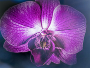 16th Jan 2024 - Orchid