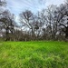 Beautiful green grasses by shutterbug49