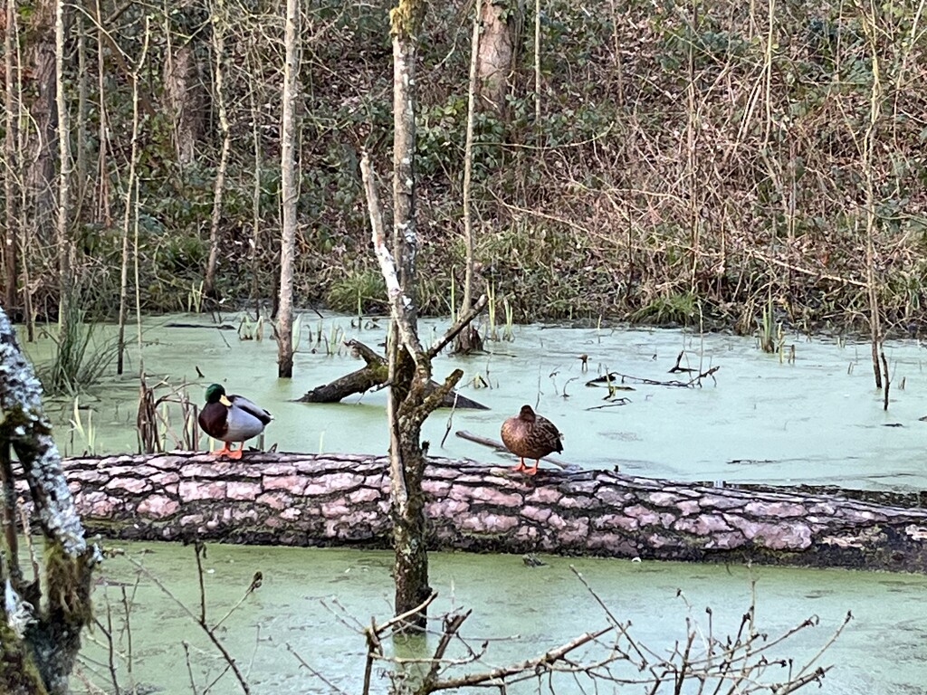 Ducks on log by helenawall