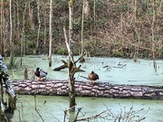 22nd Jan 2024 - Ducks on log