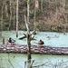 Ducks on log by helenawall
