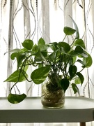 22nd Jan 2024 - Pothos 