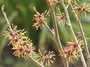 21st Jan 2024 - Hamamelis - Harry