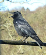 19th Jan 2024 - Crowing Crow
