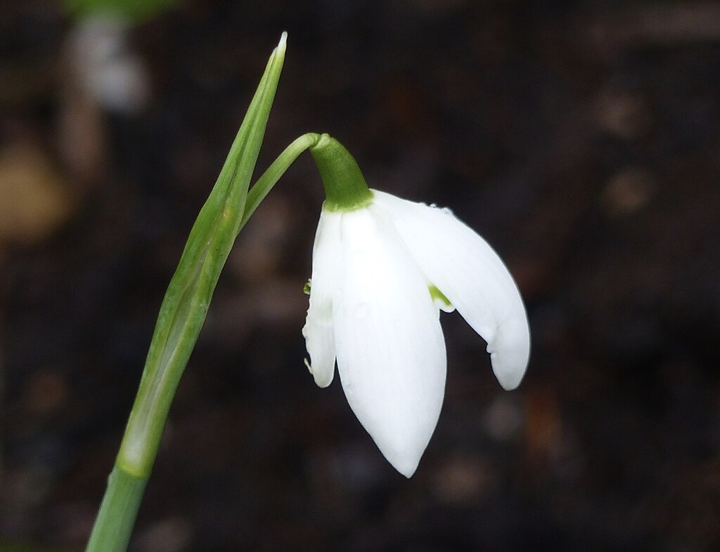 One Lone Snowdrop in our Garden by susiemc