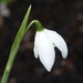 One Lone Snowdrop in our Garden by susiemc
