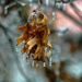 So Little Icicles - So Many Wrecks by milaniet