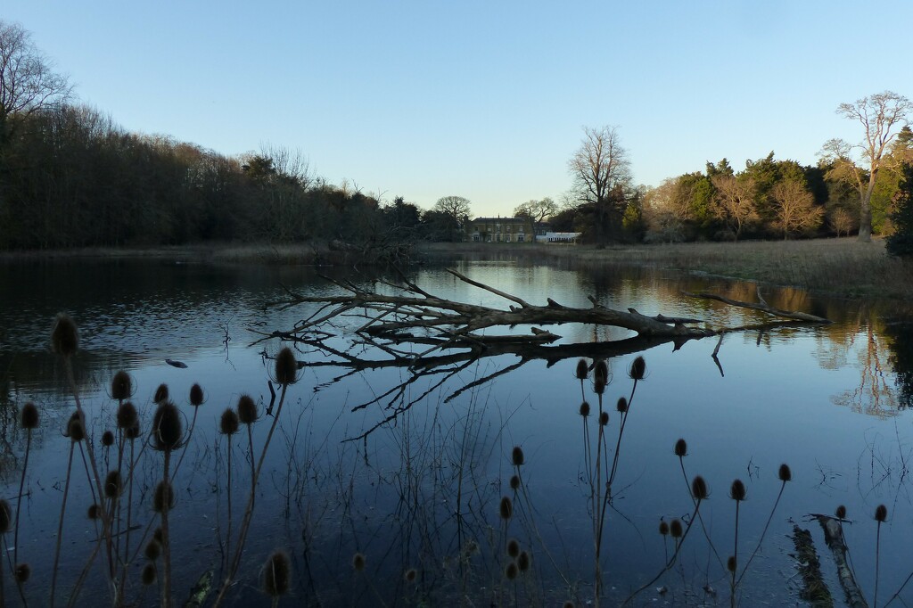 Teasels by jokristina