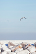 22nd Jan 2024 - Gull over Lake