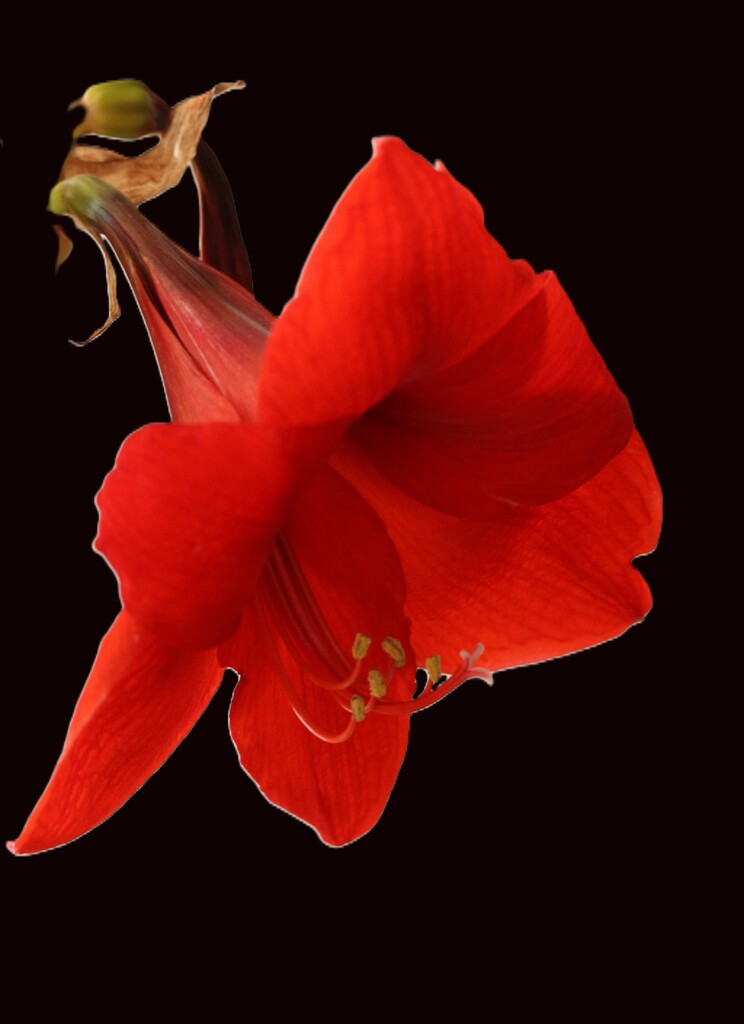January 21: Red Lion Amaryllis by daisymiller